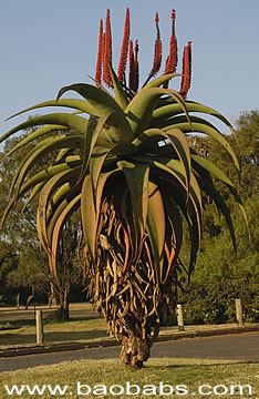 Aloe ferox